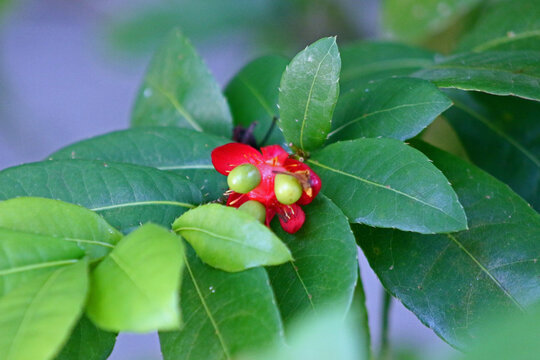 Ochna serrulata is an ornamental garden plant  indigenous to South Africa, also known as small-leaved plane, carnival ochna, and bird's eye bush