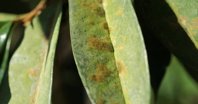 Close-up of green leaves in nature's garden, illness of Durian in the plantations,Durian disease ,in the durian garden By Agal Spot causing of Cephaleuros virescense