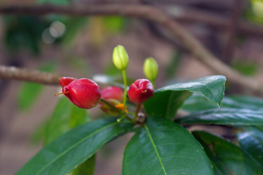 The flower buds of Ochna serrulata, commonly cultivated as an ornamental plant.