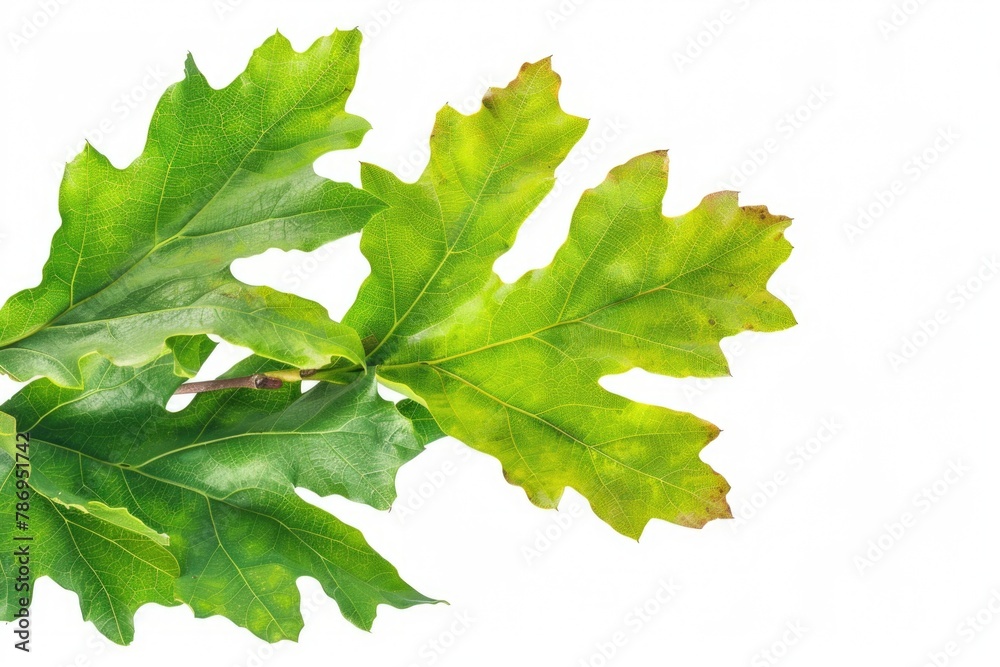 Aufkleber detailed view of a leaf on a tree branch. suitable for nature and botanical themes