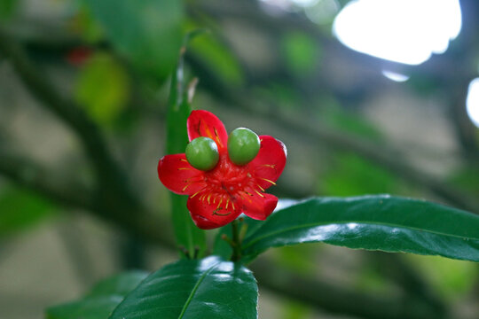 Ochna serrulata is commonly cultivated as an ornamental plant, also known as the small-leaved plane, carnival ochna, or bird's eye bush