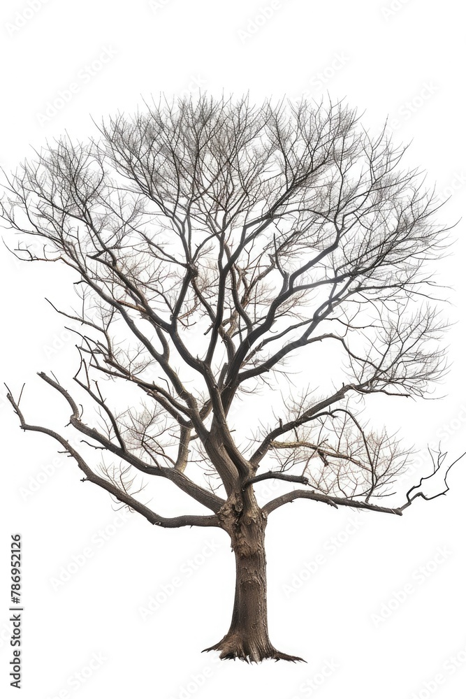 Poster Simple and elegant image of a bare tree on a white background. Suitable for various design projects