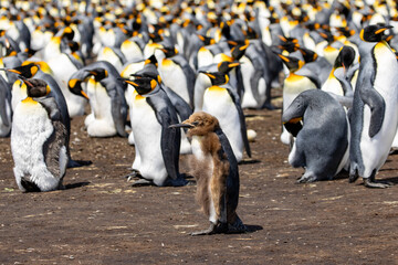 An ill King Penguins chick (Aptenodytes patagonicus).