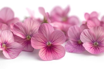 A close up of a bunch of pink flowers, suitable for various floral themes