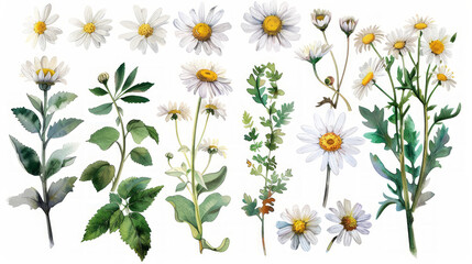 Set di fiori di camomilla e margherite in stile  acquerello , foglie, rami, illustrazione botanica isolata su sfondo bianco scontornabile - obrazy, fototapety, plakaty