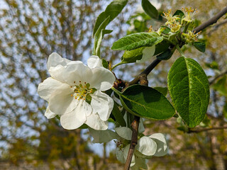 Pear blossoms. Branch of blossoming pear. White flowers of fruit tree.Beautiful flowers of pear.Flowering of pear.