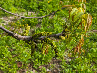 Walnut blooms. Walnuts young leaves and inflorescence on a city background. flower of walnut on the branch of tree in the spring. Honey plants Ukraine. Collect pollen from flowers and buds