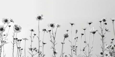 Black and white photo of a field of flowers, suitable for various design projects