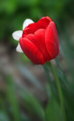 Colorful spring blossom on nature background