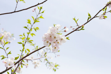 Branches of sakura flowers, cherry blossom