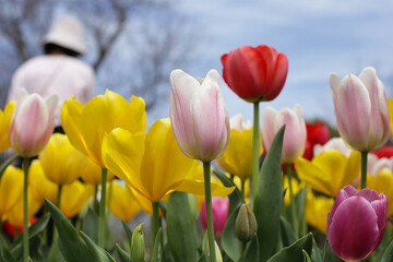 Beautiful tulip flower garden. The Expo 70 Commemorative Park, Osaka, Japan