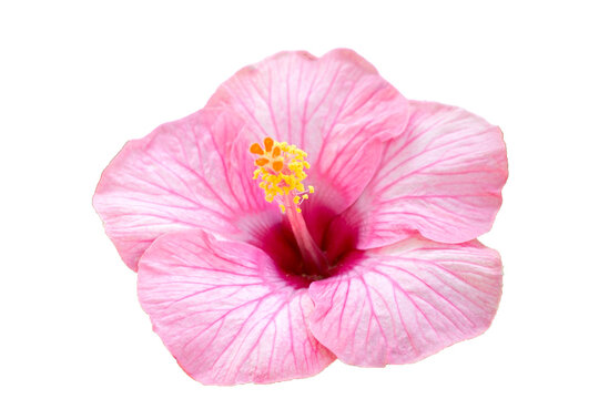 Pink hibiscus flower on white background.