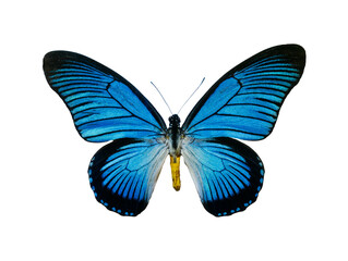 Papilio Zalmoxis isolated on white background