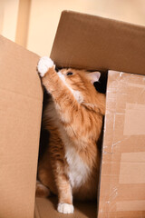 Fototapeta premium Red cat plays in a cardboard box