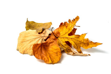 Isolated Dried yellow Autumn Leaves on white background
