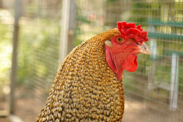 Brown chicken with red comb. Farm animal on a farm. Feathers and beak, portrait