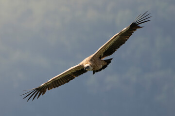 Eurasian griffon vulture (Gyps fulvus) in flight. Majestic large bird of prey in the family...