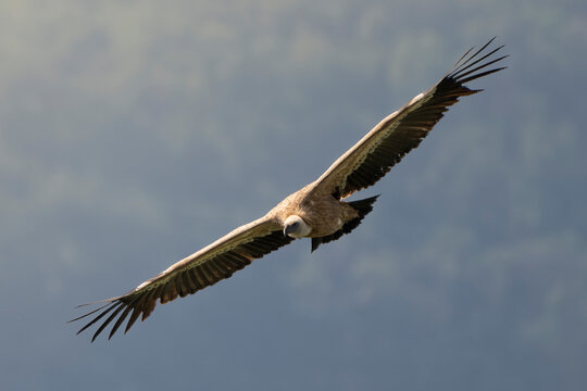 Eurasian griffon vulture (Gyps fulvus) in flight. Majestic large bird of prey in the family Accipitridae. Cornino lake area, Udine province, Friuli Venezia Giulia, Italy. Image with text space.	