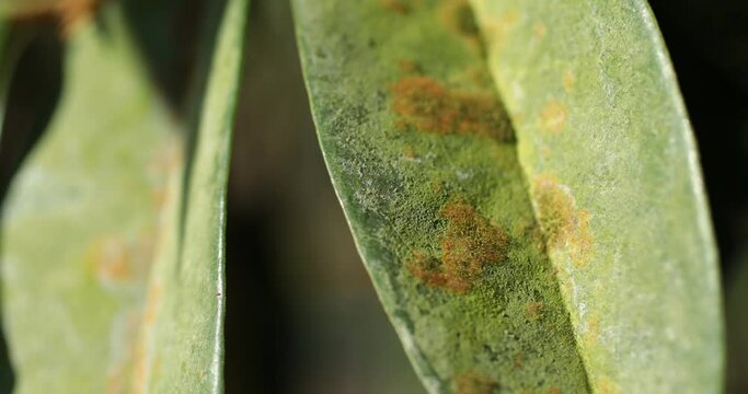 Close-up of green leaves in nature's garden, illness of Durian in the plantations,Durian disease ,in the durian garden By Agal Spot causing of Cephaleuros virescense
