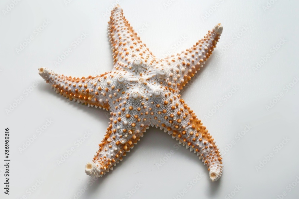 Poster a detailed view of a starfish on a plain white background. suitable for marine life concepts