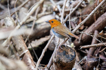 餌を探して林を飛び回る可愛いコマドリ（ヒタキ科）。

日本国神奈川県相模原市、早戸川林道にて。
2024年4月13日撮影。

Lovely Japanese Robin (Luscinia akahige, family comprising Charadriidae) flit about the woods in search of food.

At Hayatogawa forest ro