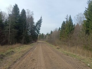 Fototapeta na wymiar Road in forest in Siauliai county during cloudy early spring day. Oak and birch tree woodland. Cloudy day with white clouds in blue sky. Bushes are growing in woods. Sandy road. Nature. Miskas. 