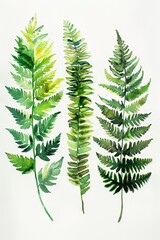 A set of watercolor illustrations featuring various green fern leaves. The botanical details and vibrant colors showcase the beauty and diversity of nature, perfect for artistic projects.