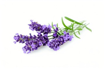 Obraz premium Lavender flowers isolated on white background . photo on white isolated background