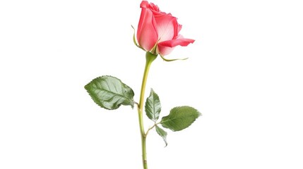 A beautiful pink rose with green leaves in a vase, suitable for various occasions