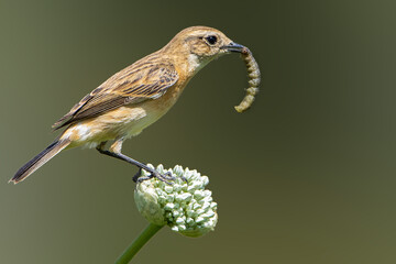 Stonechat 