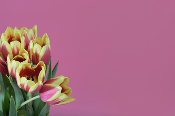 Red tulips with yellow stripes, Close-up