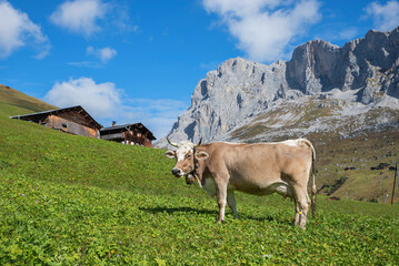 Fototapeta na wymiar brown cow at the meadow, farmsteads and mountains at swiss alps, canton grisons