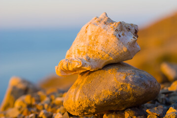 closeup marine shell  on  sea coast at the early morning