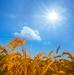closeup summer wheat field under a sparkle sun