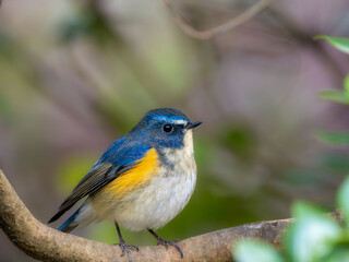 Fototapeta premium 森の中で枝に留まっているルリビタキの雄