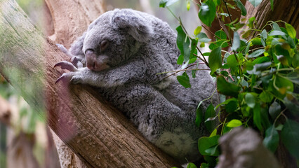 Obraz premium Koala Bear