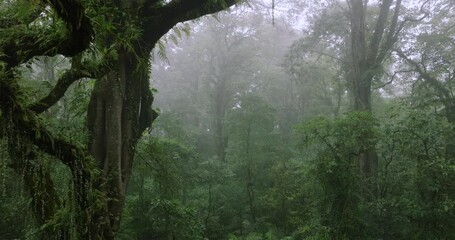Mosscovered trees and bushes in a foggy forest, creating a natural landscape