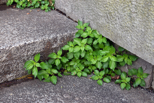 The spreading pellitory (Parietaria judaica) is a ruderal plant