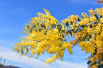 Flowers of the knife-leaf wattle (Acacia cultriformis)