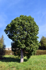 The kurrajong (Brachychiton populneus), a natural tree from Australia, grown in a park