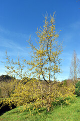 A young specimen of the sawtooth oak (Quercus acutissima) in flower