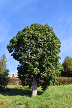 The kurrajong (Brachychiton populneus), a natural tree from Australia, grown in a park