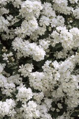 A bush of white flowers with green leaves. Can be used for nature or garden themes