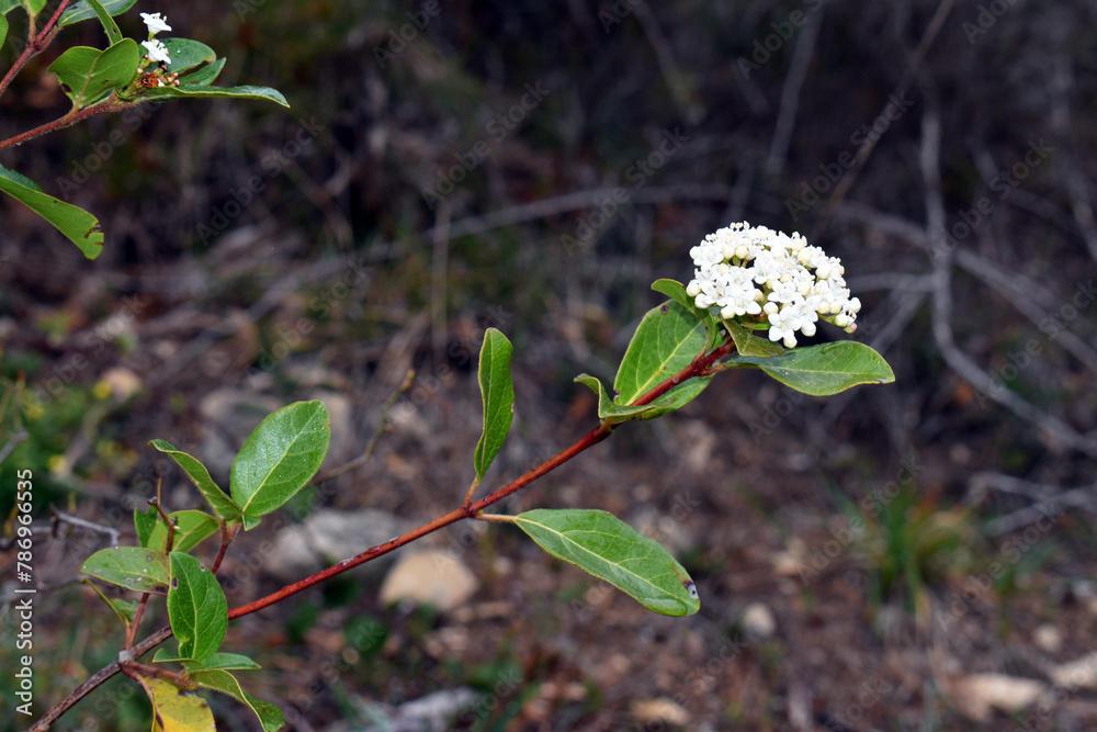 Canvas Prints the laurustinus shrub (viburnum tinus) in flower