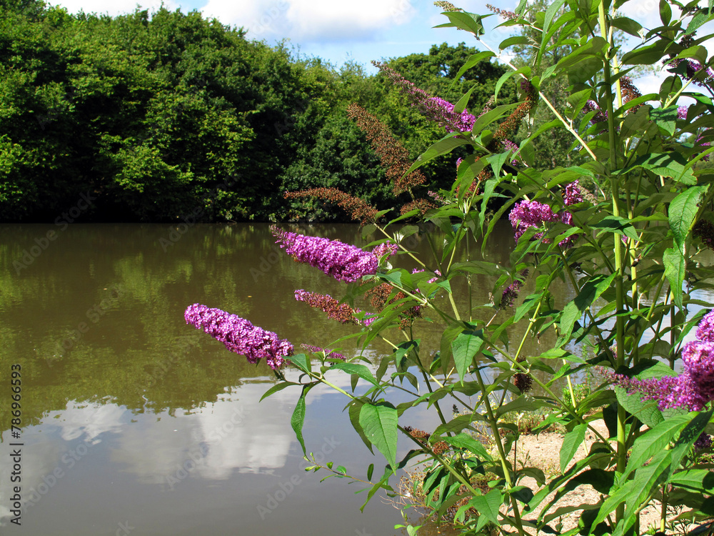 Poster Flowers of the invasive plant summer lilac (Buddleja davidii), a species native to China and Japan