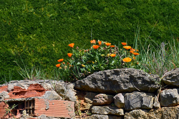 Marigold ruderal plant (Calendula arvensis) with flowers on a wall