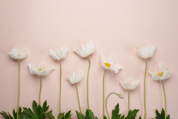 Flat lay spring abstract flowers background of Anemone sylvestris (snowdrop anemone) with hard...