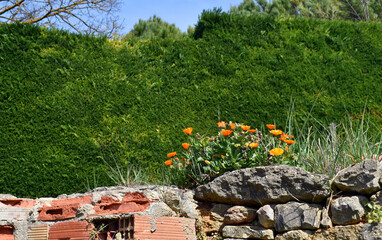 Marigold ruderal plant (Calendula arvensis) with flowers on a wall
