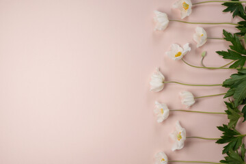 White flowers, Anemone flowers on a beige background. Top view, flat lay, space for text. Spring flowers.