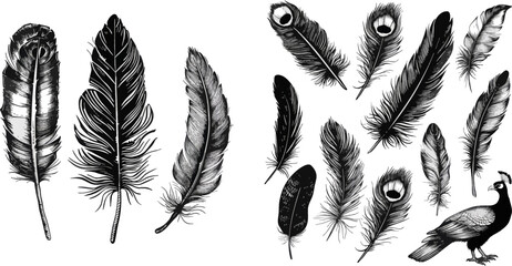 Sketch bird feather, retro artistic drawing ink pen and eagle, peacock birds feathering black calligraphy sketch silhouette
